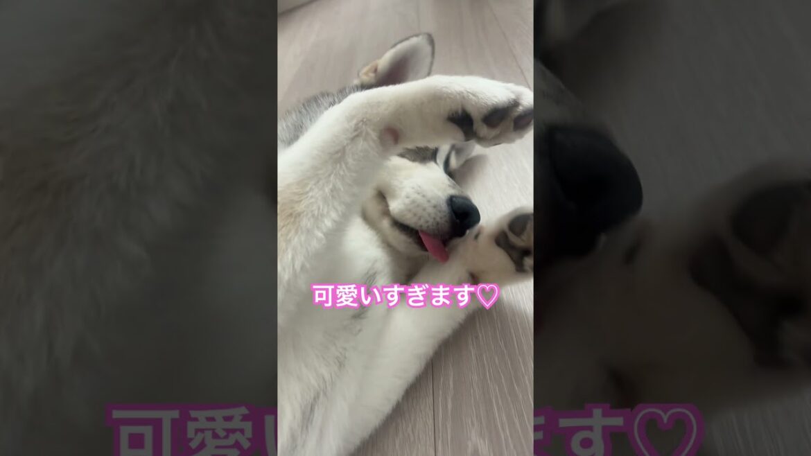 可愛いすぎるハスキーの姿 #siberianhusky #赤ちゃん #大型犬 #犬 #癒し #シベリアンハスキー #愛犬 #仕草 #わんこ #dog #shorts #puppy #pets #子供