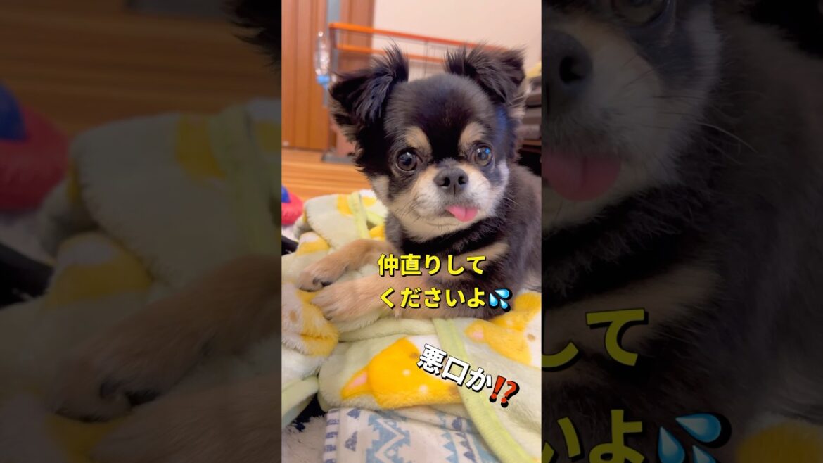 小さないざこざ🐶💦#柴犬 #チワワ #shorts