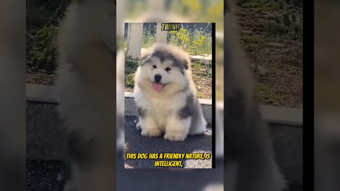 Cute Alaskan Malmute #youtubeshorts #viralvideos #Dog #alaskanmalamute #twinh