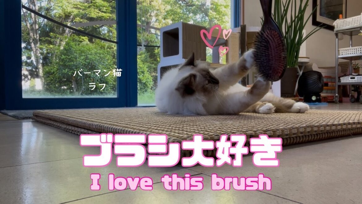 バーマン猫ラフ【ブラシ大好き】I love this brush（バーマン猫）Birman/Cat