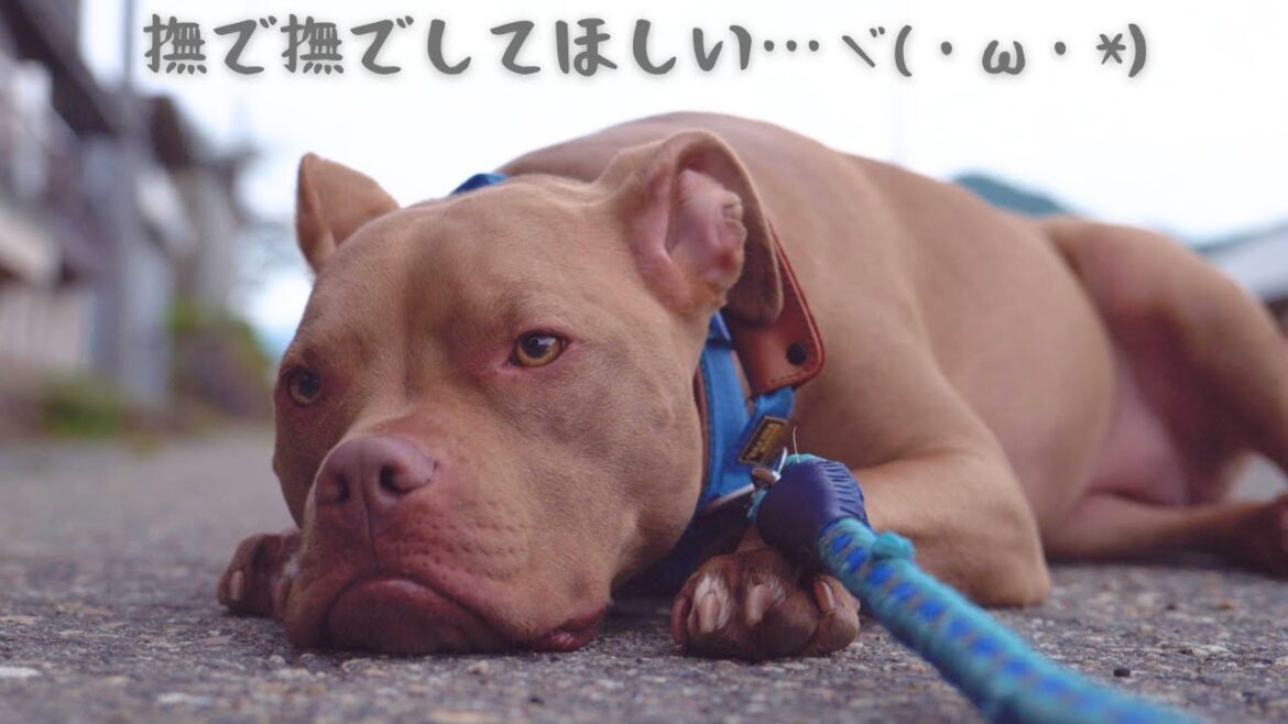 撫でてもらわないと一歩も動かないピットブルが可愛すぎる! 撫でてもらわないと一歩も動かないピットブルが可愛すぎる!