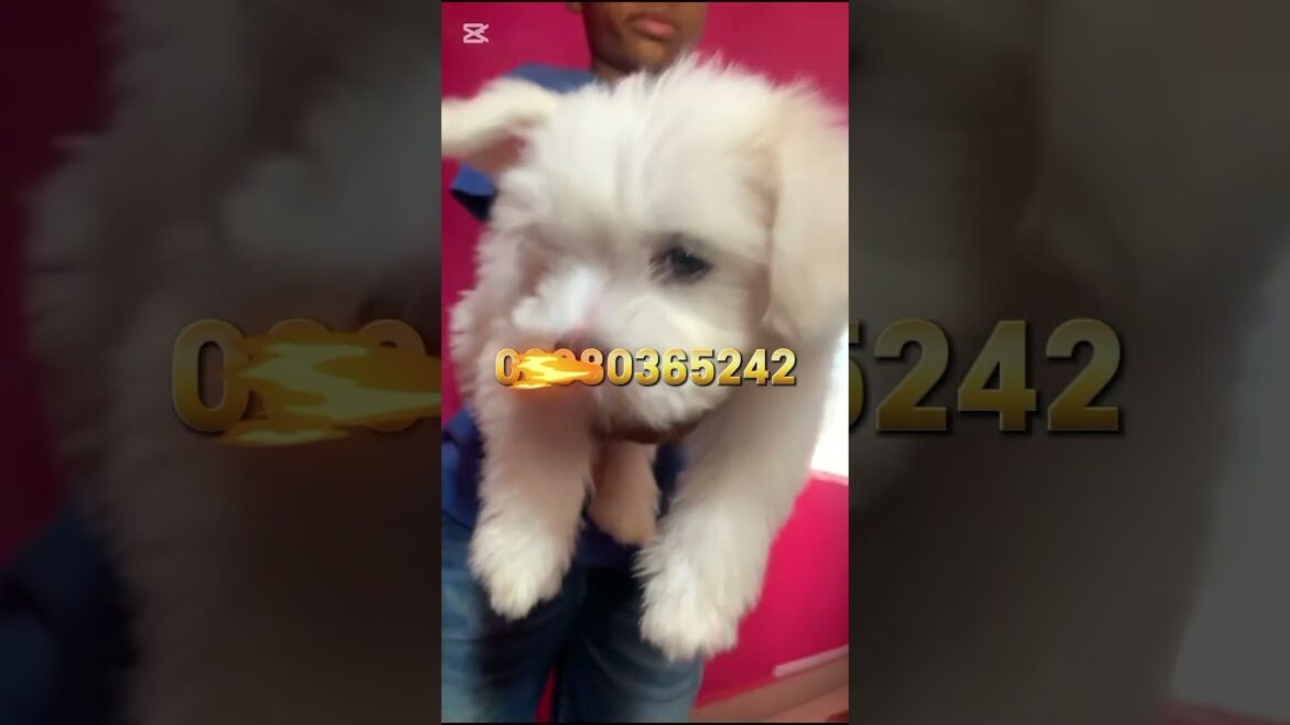 White Lhasa Apso