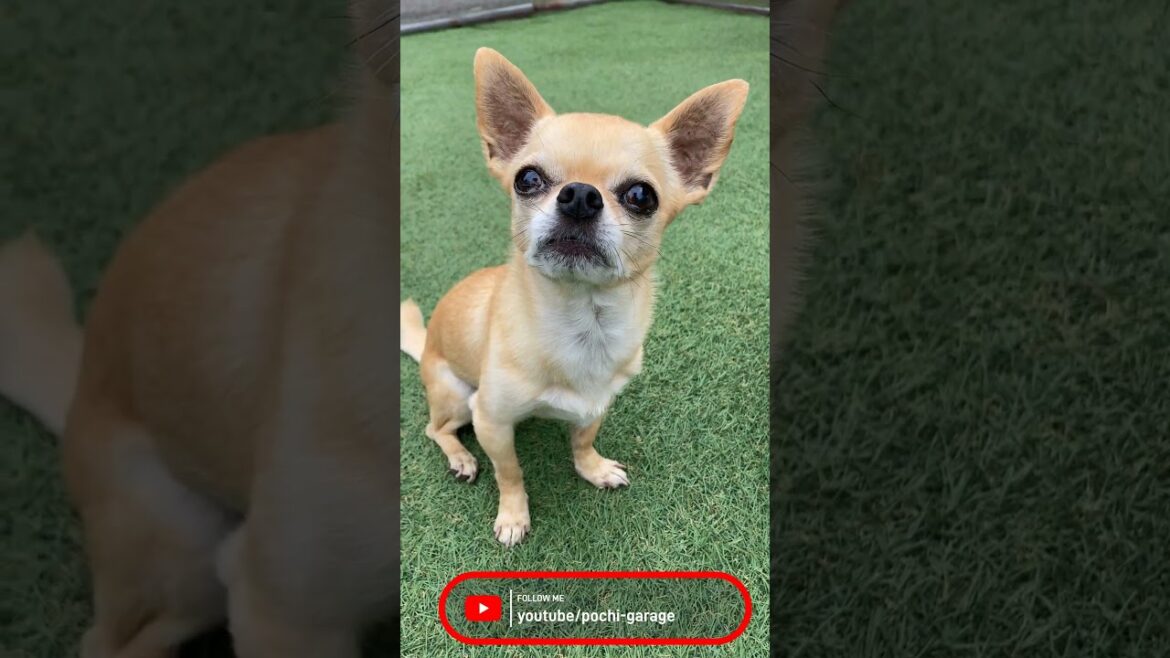 肩乗りスムースコートチワワ 三太くん紹介動画 #Shorts #dog