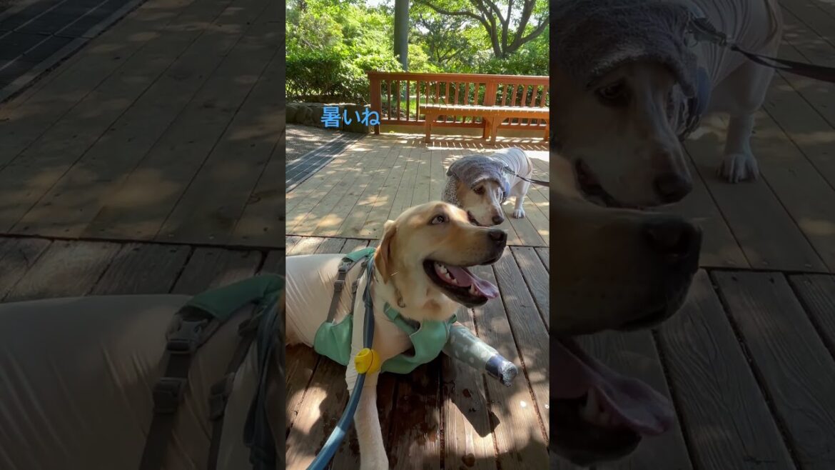 #bassethound #labradorretriever #バセットハウンド #ラブラドールレトリバー #大型犬