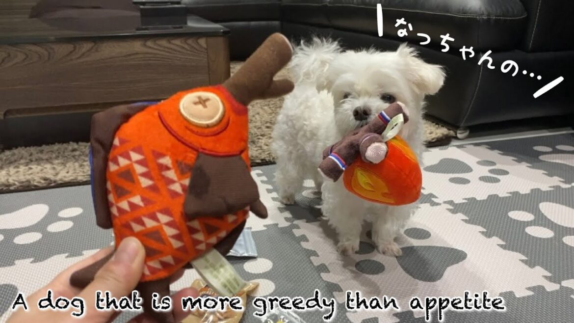 圧倒的に食欲よりも物欲が勝る愛犬マルチーズ【ドギーボックス】
