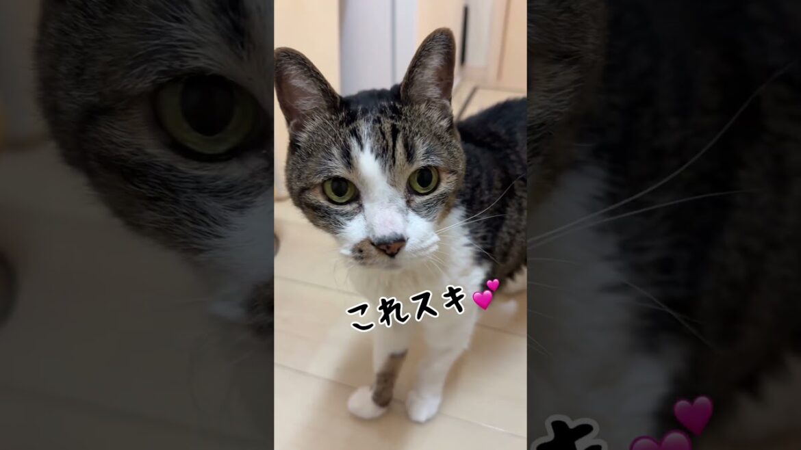本当に食べていいの？19歳元野良猫#cat #ねこ#保護#おじいちゃん#沢山お食べ