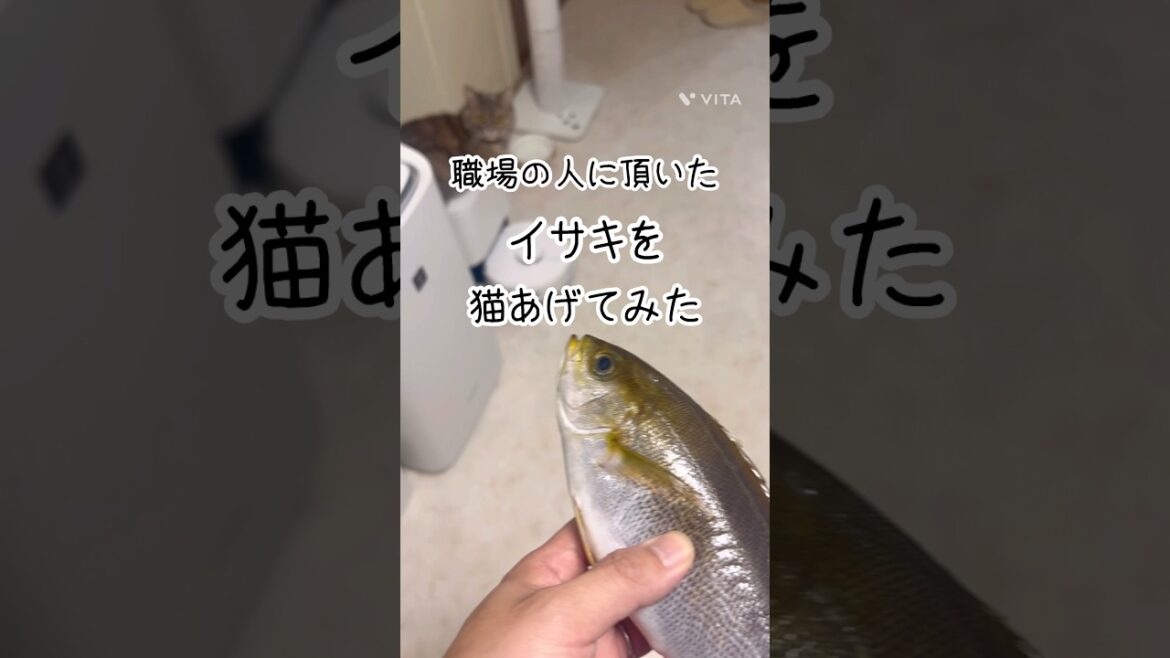 「イサキV.S.猫」 #猫 #マンチカン #ミヌエット