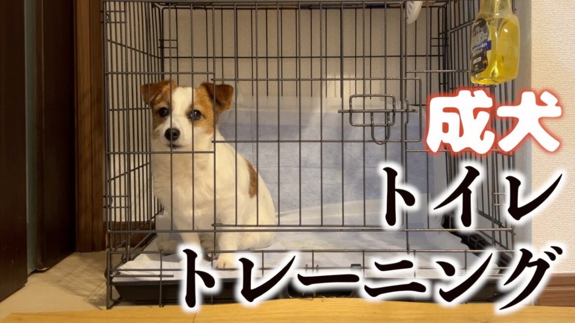 【HELP】成犬になってトイレトレーニングを始めましたが‥/ジャックラッセルテリア 【HELP】成犬になってトイレトレーニングを始めましたが‥/ジャックラッセルテリア