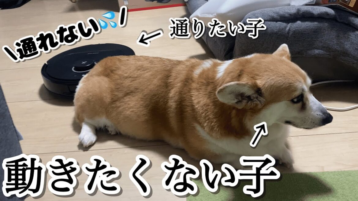【仲良くできる？】お掃除ロボットQrevo Cを困らせるコーギーくきたん