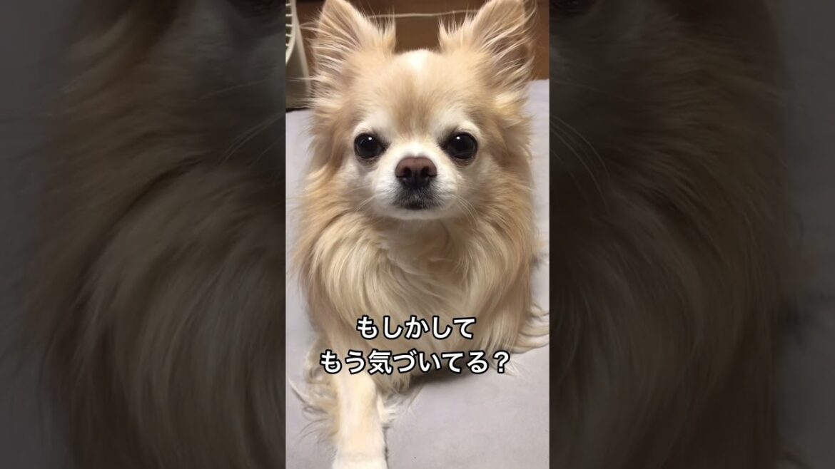 【ぷん助】言ってなかった事があるチワワ #shorts #chihuahua #ロングコートチワワ  #そういえば言ってなかった事があるんだ