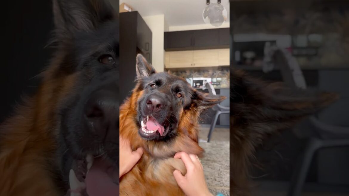BONDING TIME: SWEET MOMENTS PETTING MY GERMAN SHEPHERD, DIRA ❤️ UNCONDITIONAL LOVE. BONDING TIME: SWEET MOMENTS PETTING MY GERMAN SHEPHERD, DIRA ❤️ UNCONDITIONAL LOVE.