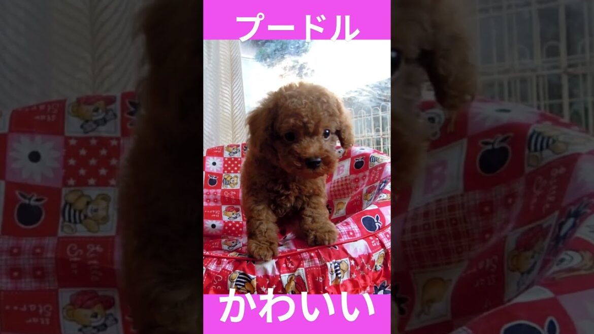 赤プー鼻黒＃プードル＃puppy#toypoodle
