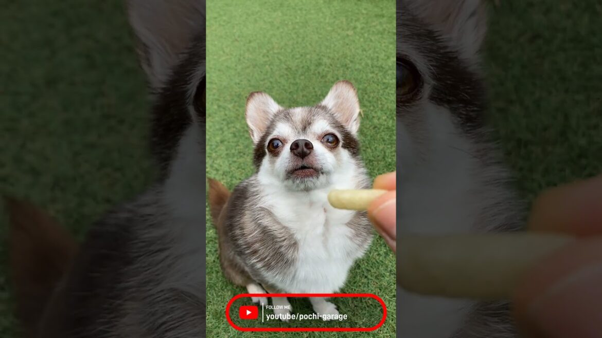 スムースコートチワワ チョ子ちゃん紹介動画 #Shorts #dog