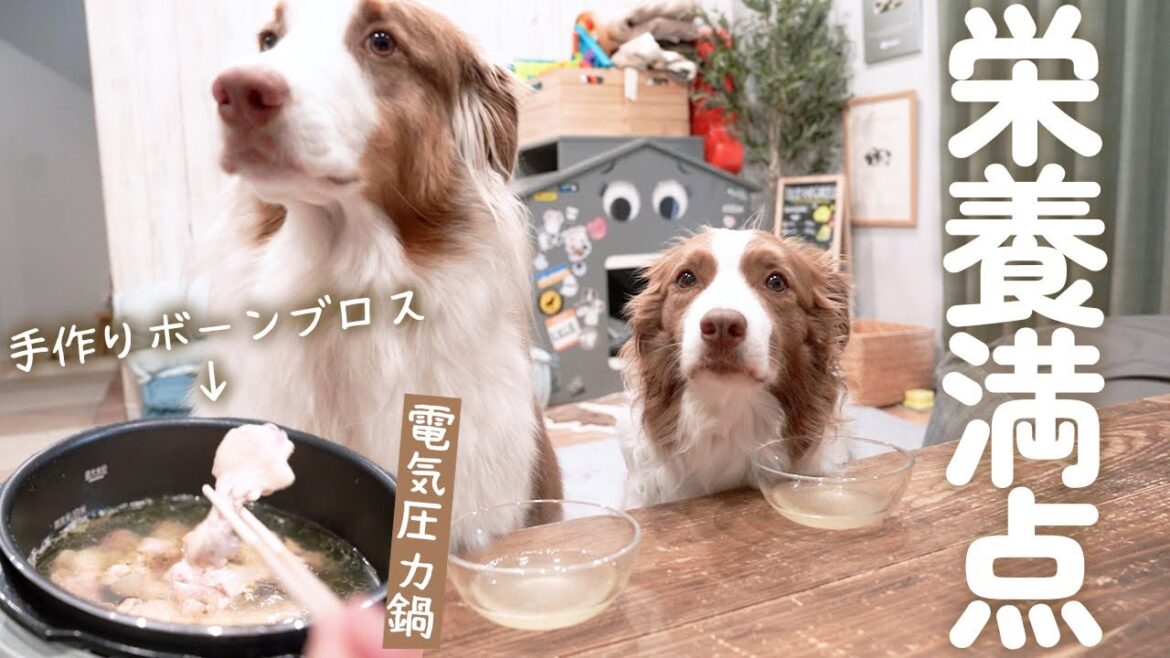 愛犬に電気圧力鍋で手作りスープを作ったら爆食してくれました😋✨【ボーダーコリー・オーストラリアンシェパード】