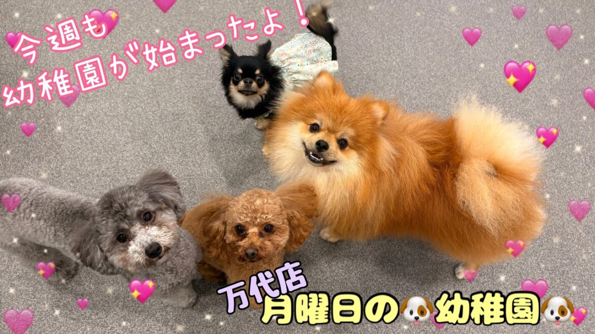 【犬の幼稚園】　月曜日の万代店