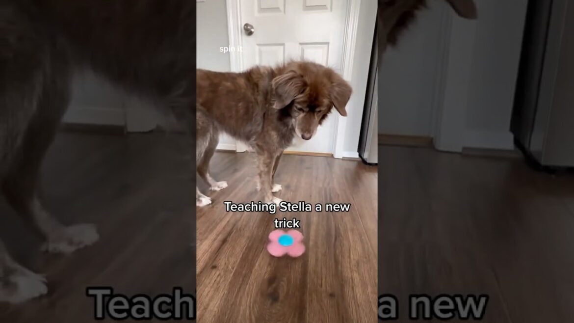 Teaching Stella a new trick. She's too smart haha *Subscribe to see more tricks from Stella.