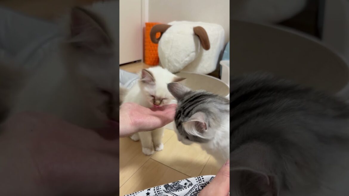 一緒にチュール食べる猫　#子ネコ #猫のいる暮らし #ノルウェージャンフォレストキャット #バーマン #shorts #cuteanimals #kitten #cat #birman