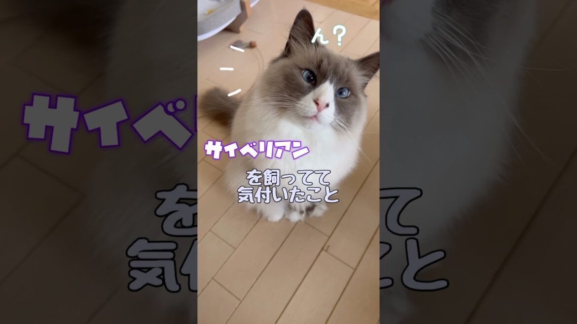サイベリアンを飼って気付いたこと #shorts#サイベリアン #cat