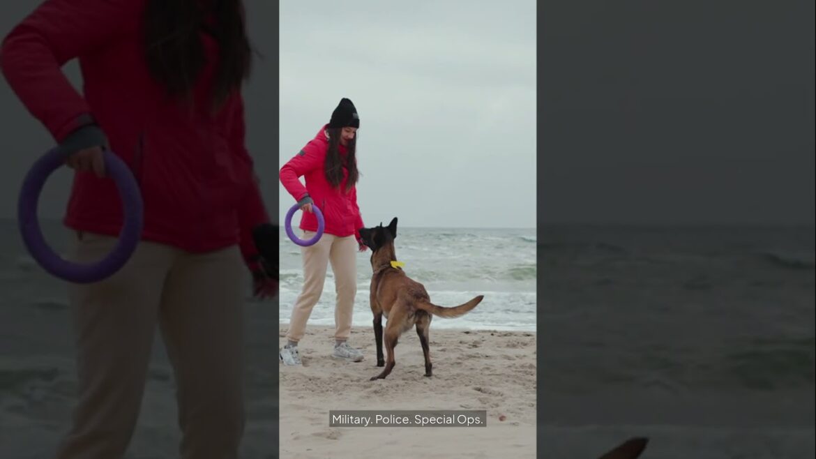 この犬が知る人ぞ知る恐怖の対象となっている理由 #dogbehavior #germanshepherd #animals