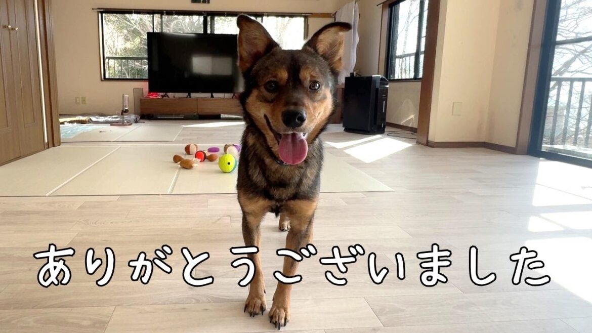 保護犬のケンタが我が家を卒業しました
