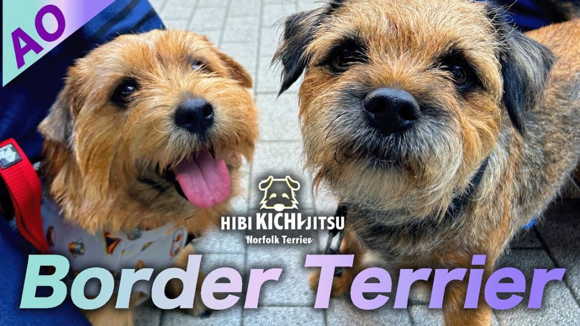 愛犬キチ  Border Terrier 碧(AO) に出会う【 ボーダーテリア ノーフォークテリア norfolkterrier  terrier 】 愛犬キチ  Border Terrier 碧(AO) に出会う【 ボーダーテリア ノーフォークテリア norfolkterrier  terrier 】