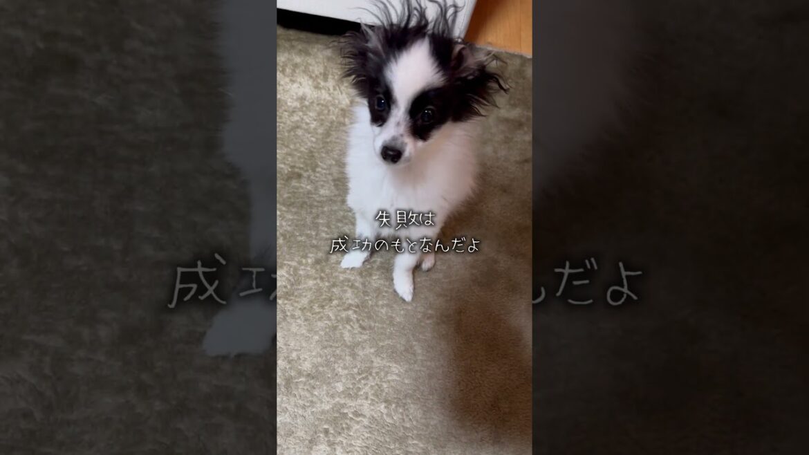 失敗は成功のもと！　#犬のいる暮らし #パピヨン #shorts