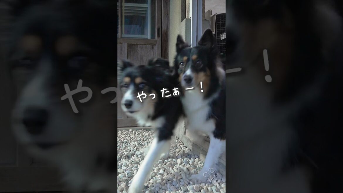 雨の日でもお庭で走り回るボーダーコリーとオゥシーが可愛い　#ボーダーコリー #オーストラリアンシェパード #dog