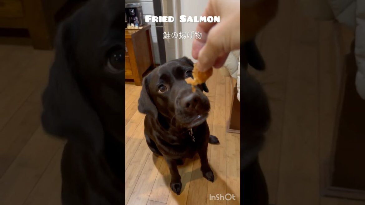 Fried Salmon 鮭の揚げ物 #ラブラドールレトリバー #大型犬のいる生活 #いぬ #labrador #dog #dogshorts #kutta