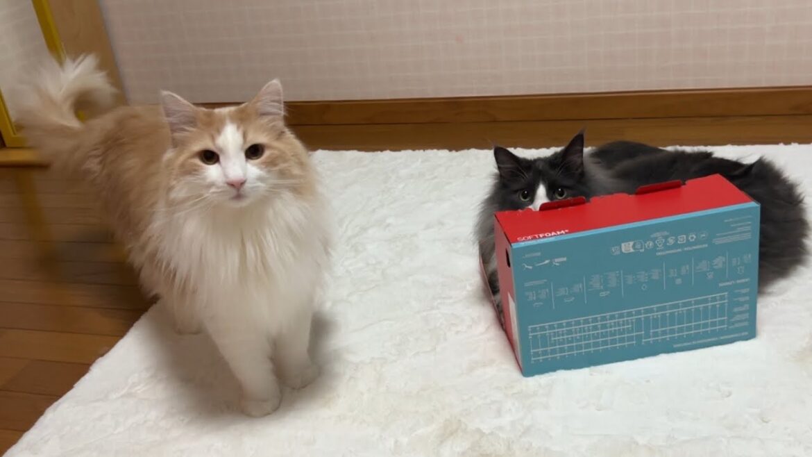 【隠れ家⁉︎】最後に箱に入ってくれた子は誰かにゃ！？ノルウェージャンフォレストキャットとターキッシュアンゴラ♡