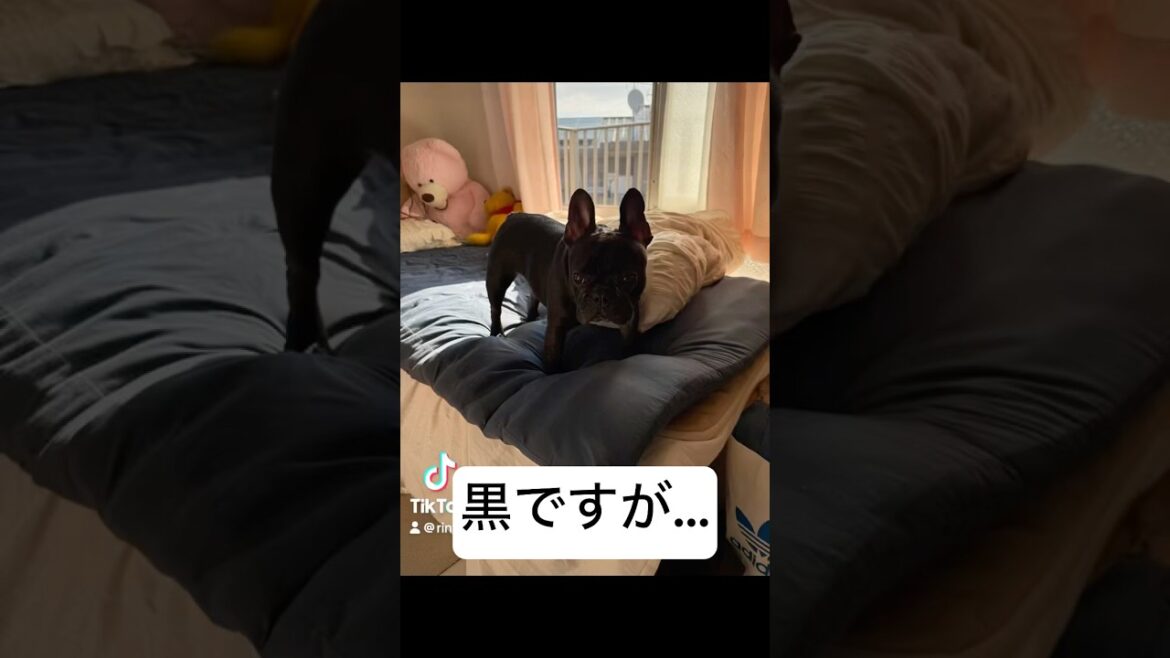 ん？フレンチブルドッグの凛さんがジブリ風になると…😅 #frenchie #frenchbulldog #frenchbulldoglife #shorts