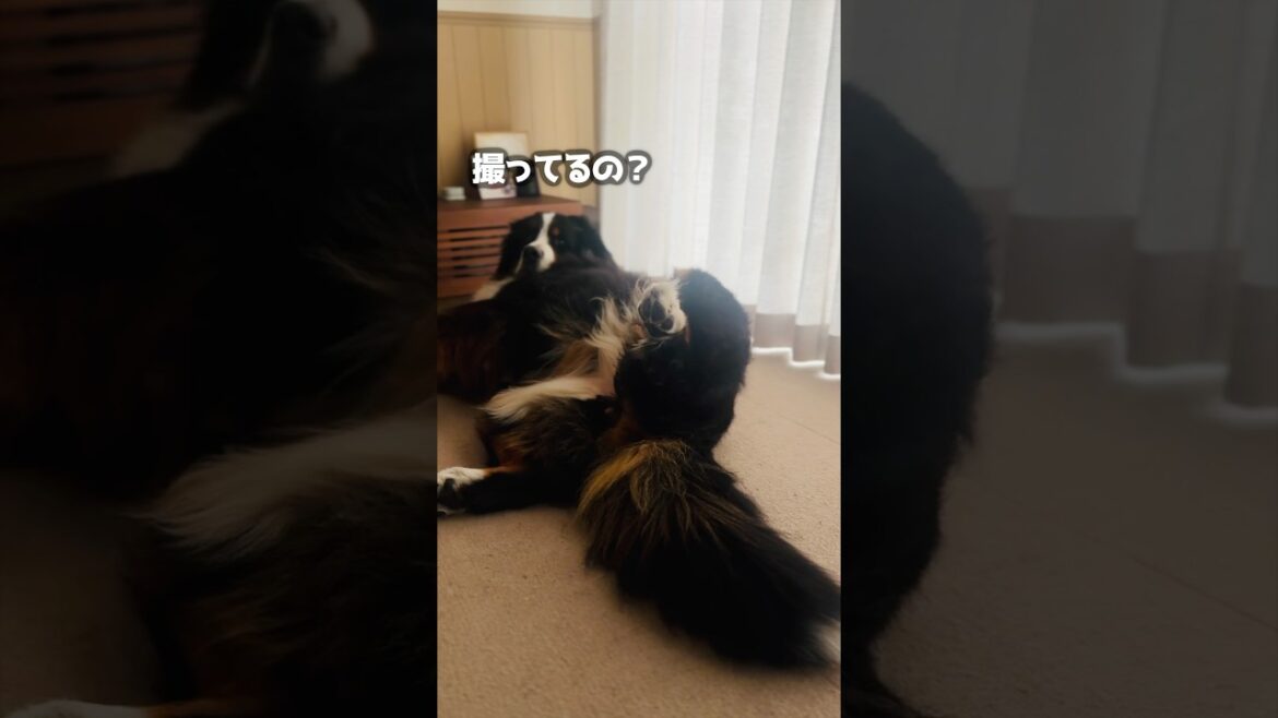 寝起きのバーニーズを直撃してみた‼️