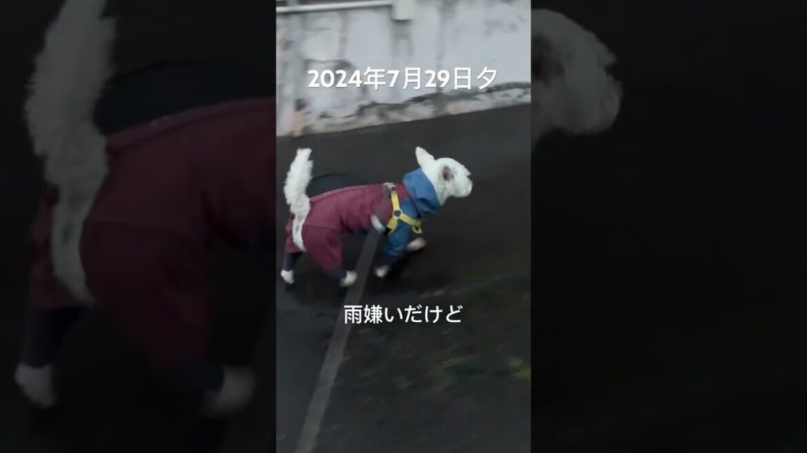 本降りだ　#westie #westhighlandwhiteterrier #dog #ウエストハイランドホワイトテリア #ウエスティ
