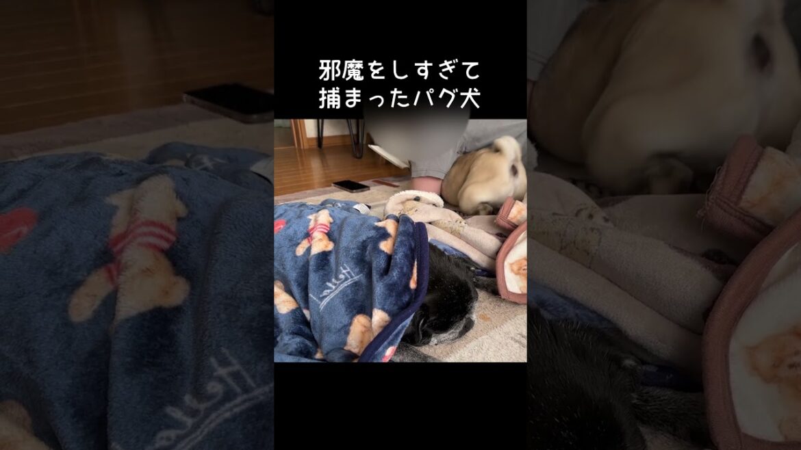 読書の邪魔をして捕まったパグ犬 #癒し #パグ #犬のいる生活 #可愛い