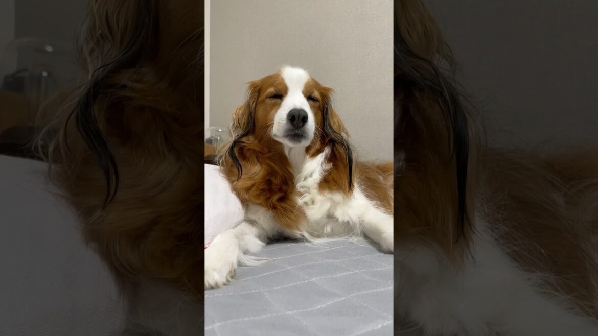 眠気には逆らわないコイケルボーイ。