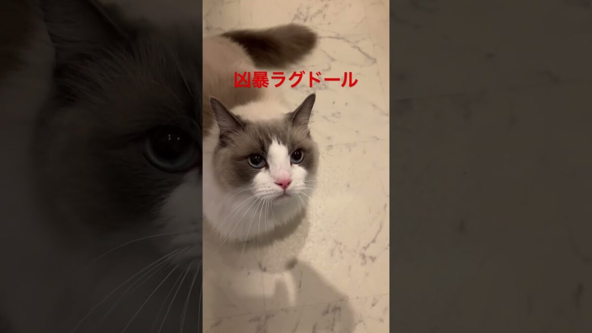 凶暴ラグドールに注意❗️ #ラグドール #cat  #cats  #animals  #猫のいる暮らし  #catlovers  #ragdoll  #ragdollcat
