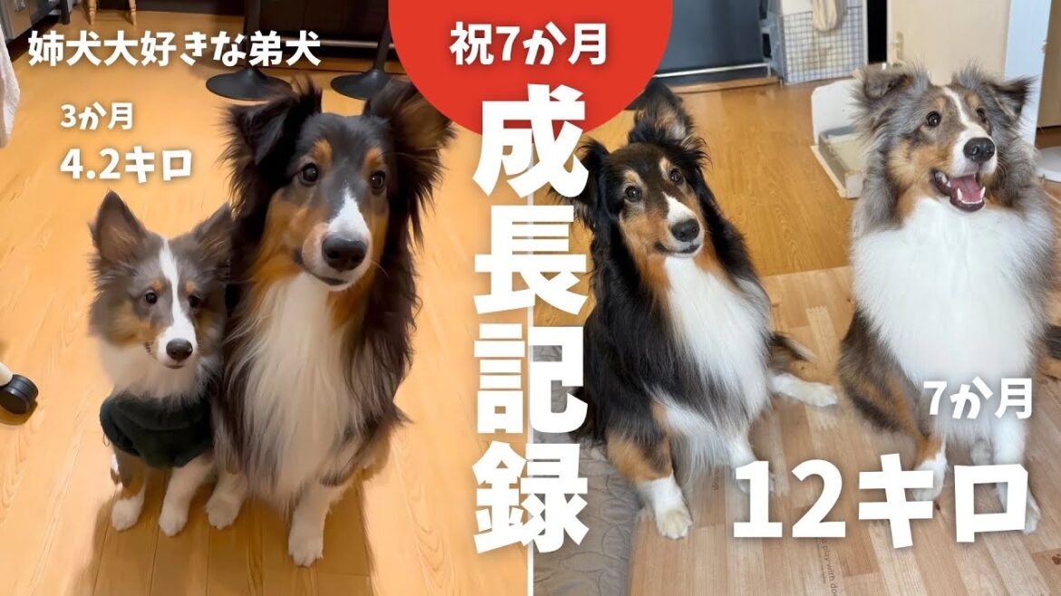 弟犬の成長記録　お迎え～生後7か月【子犬7ヶ月】【シェットランドシープドッグ】【シェルティ】【多頭飼い】