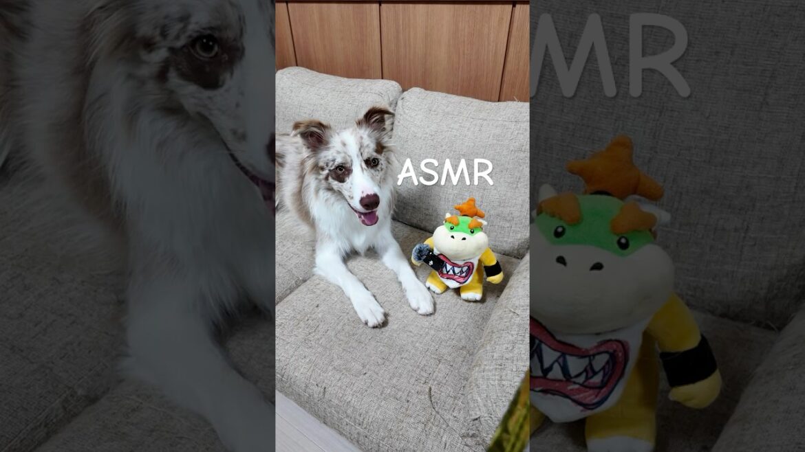 愛犬のサクサクおやつASMR🍪|25歳女性 × ボーダーコリーの日常| #ボーダーコリー #子犬 #ASMR 愛犬のサクサクおやつASMR🍪|25歳女性 × ボーダーコリーの日常| #ボーダーコリー #子犬 #ASMR