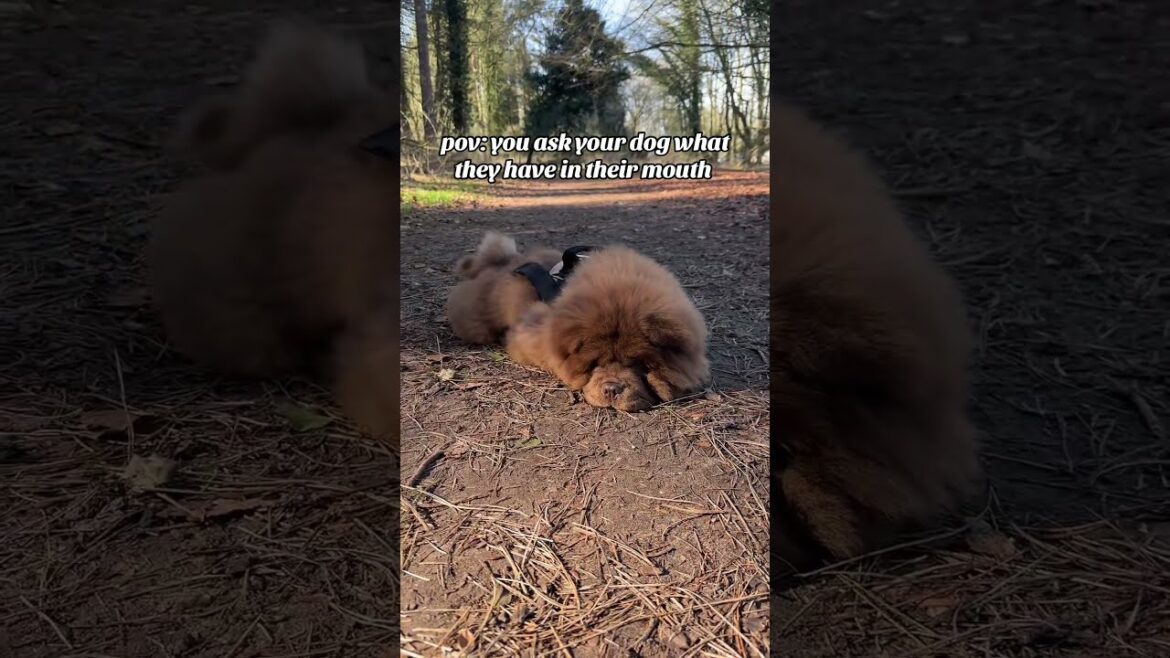 @bear_chocolatechowchow i ain’t telling you 💩  🫶 #dog #doglover