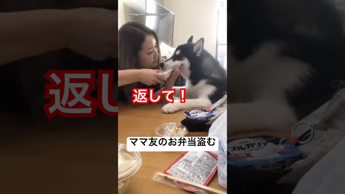 ダメだよwお弁当を盗むハスキー‼️ #ハスキー　#子犬　#犬　#かわいい犬 #おもしろ