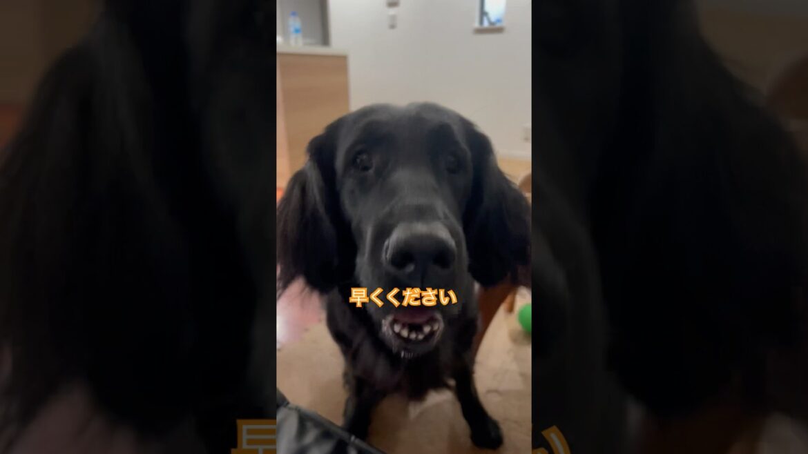 早くください#flatcoatedretriever #フラットコーテッドレトリバー #早く