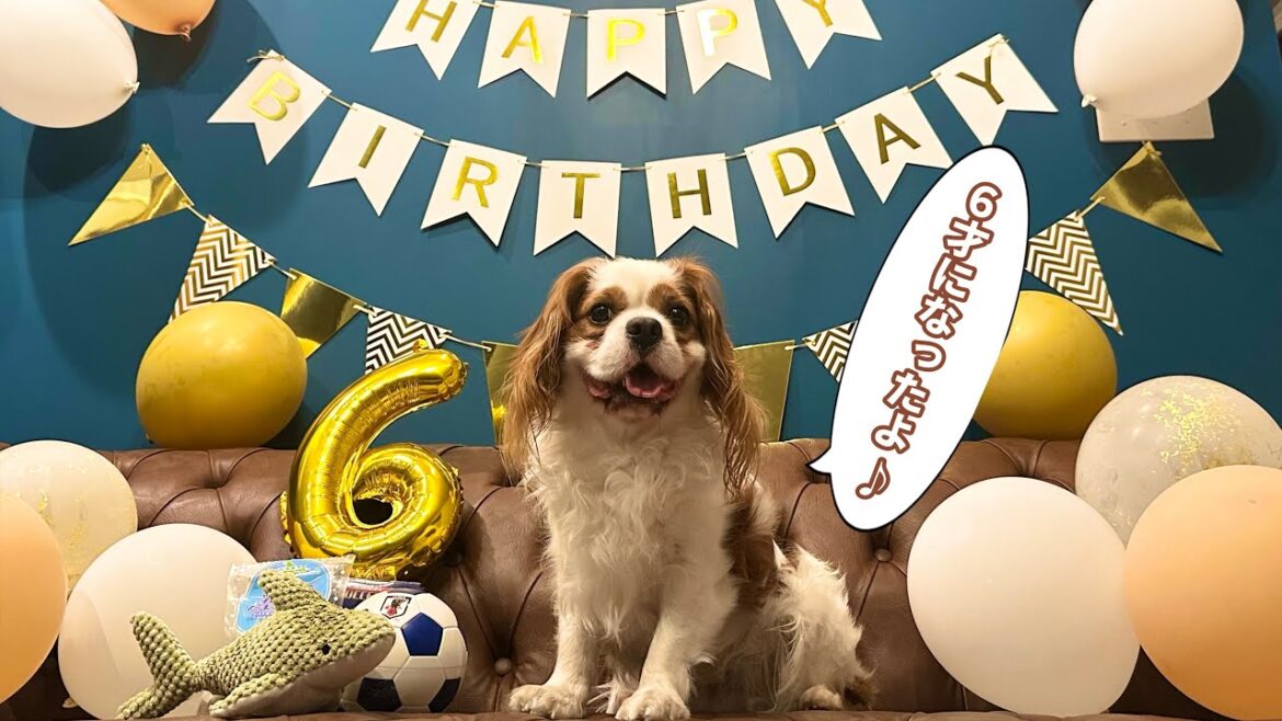 愛犬の誕生日に好きなだけ遊んで好きなだけ食べてOKなパーティーでお祝い‼︎