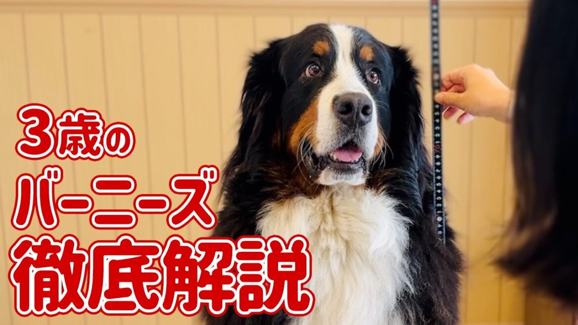 3歳のバーニーズマウンテンドッグを徹底解説します‼️