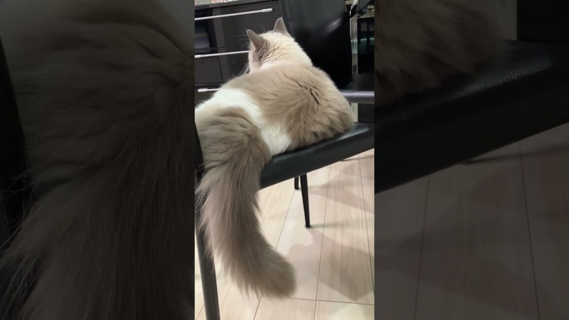 ラグドールの長くて立派な尻尾　#猫尻尾　#ラグドール  #cat  #cats  #猫のいる暮らし  #ragdoll  #ラグドール  #ragdolls  #ragdollshorts
