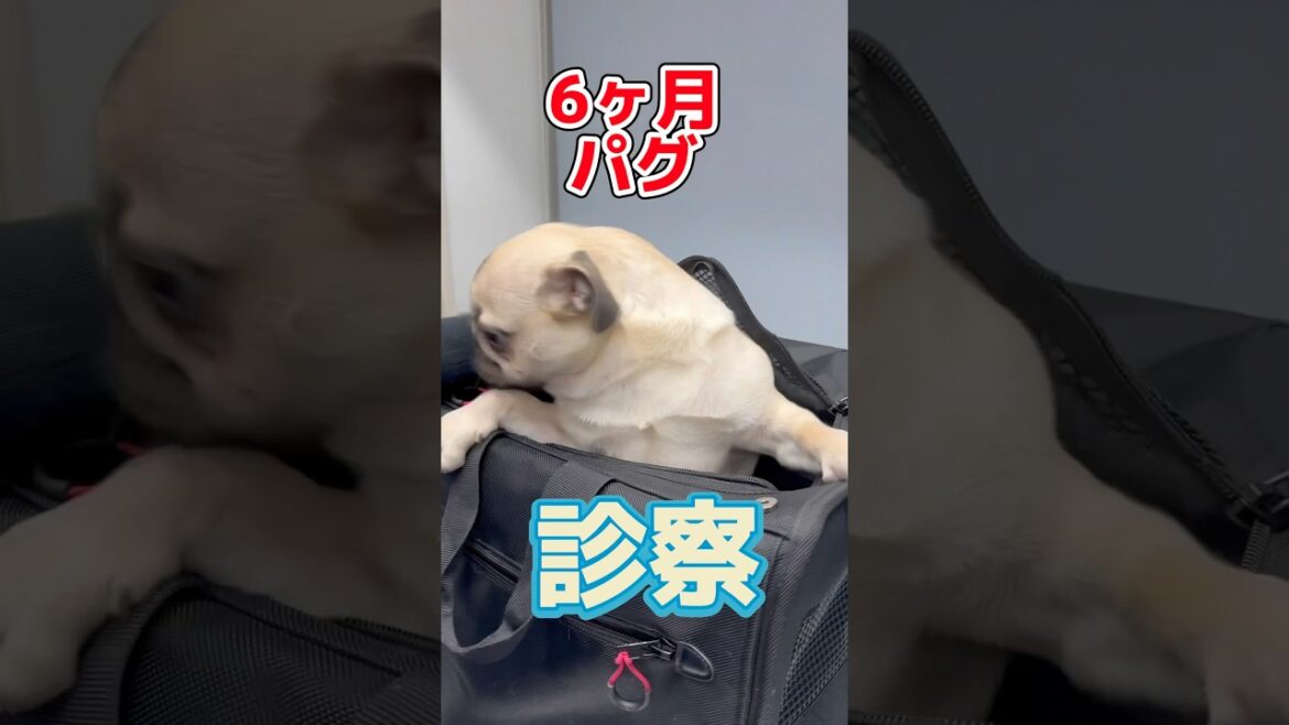 ぬいぐるみの綿を食べちゃった6ヶ月のパグが動物病院にやってきた！