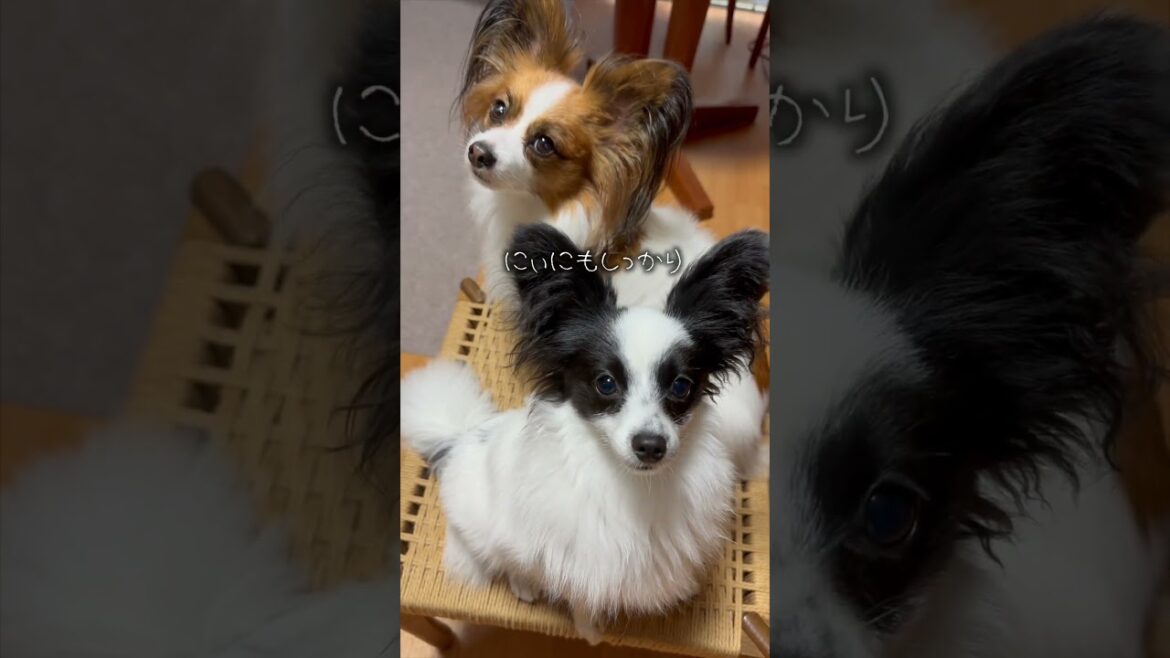 映えたい兄妹　#犬のいる暮らし #パピヨン #shorts