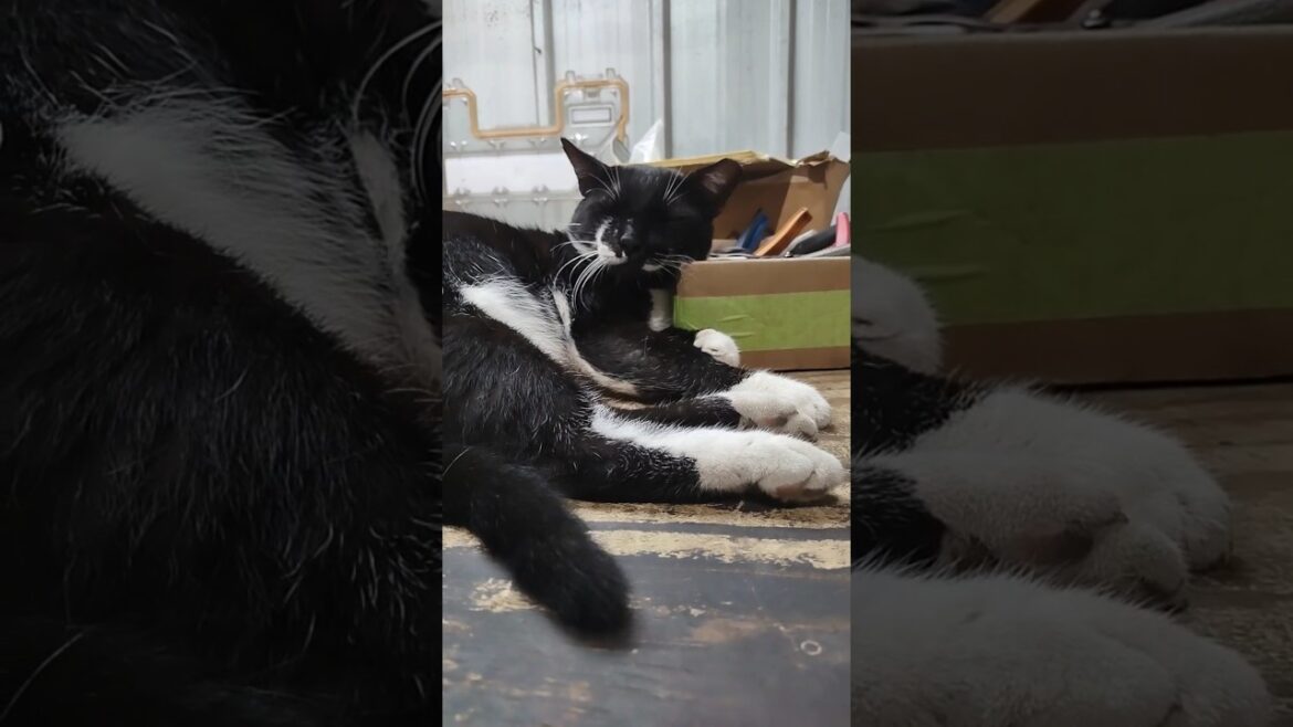 Sleepy boi practices "vibrating paw" technique