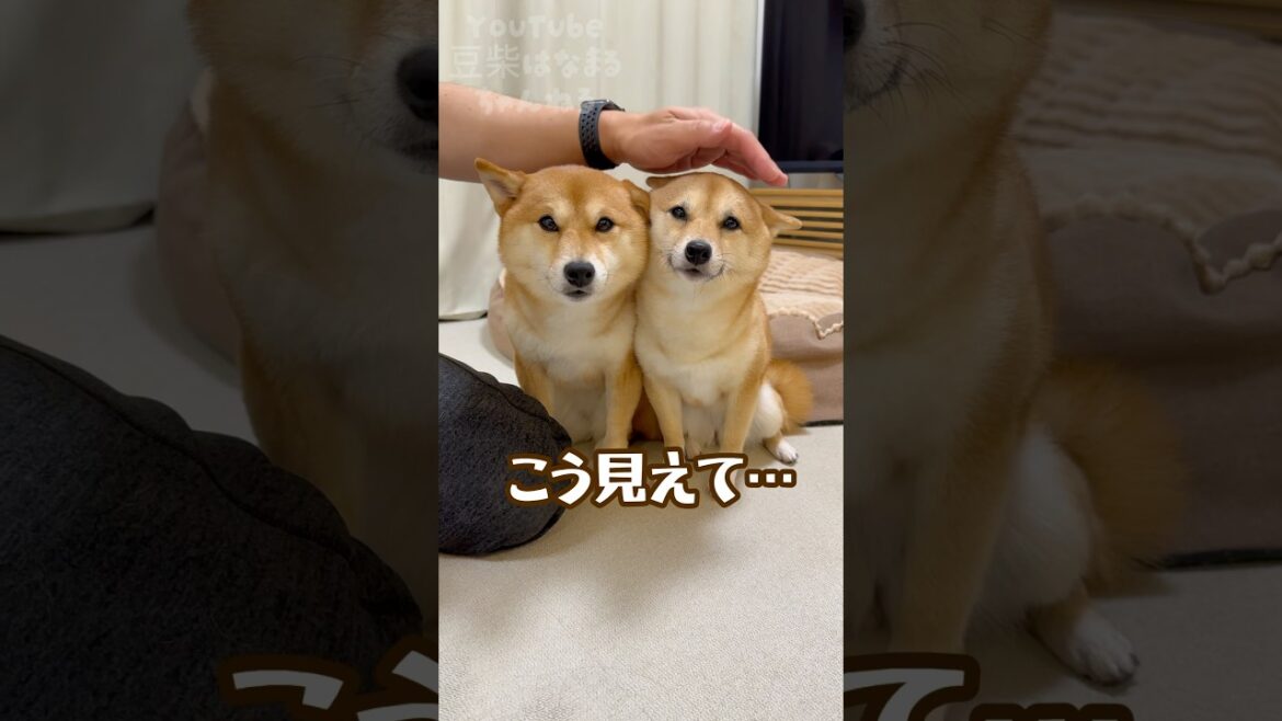 こう見えて戦ってる豆柴姉妹 #Shorts #shortvideo