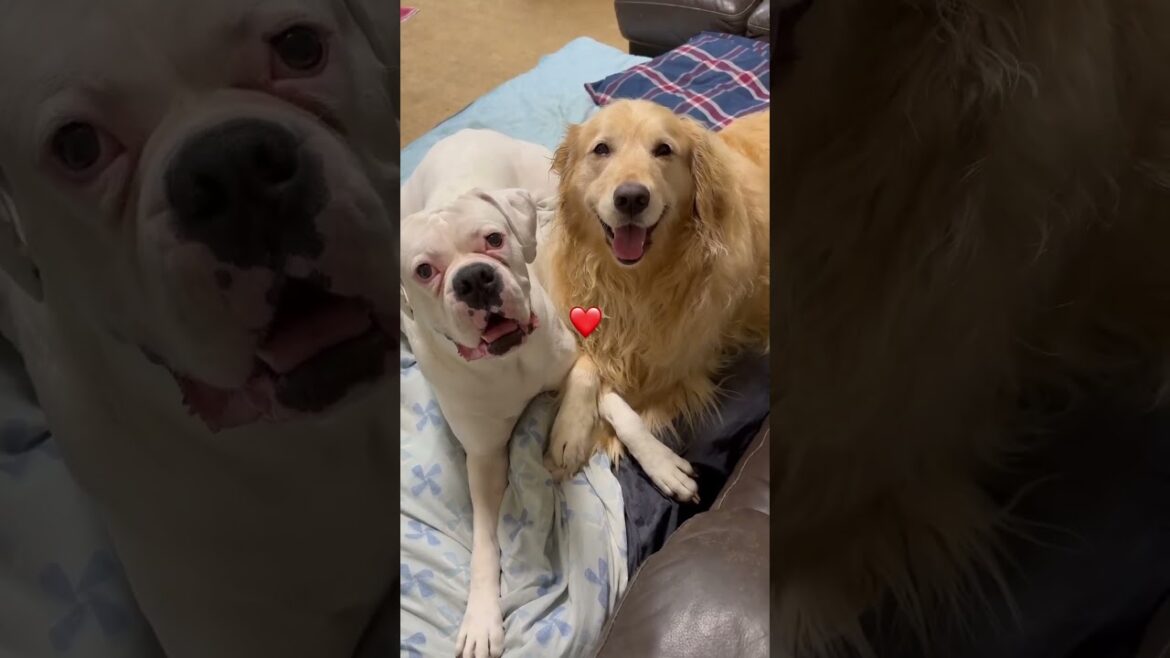 仲良しこよし　ゴールデンレトリバー　ボクサー犬