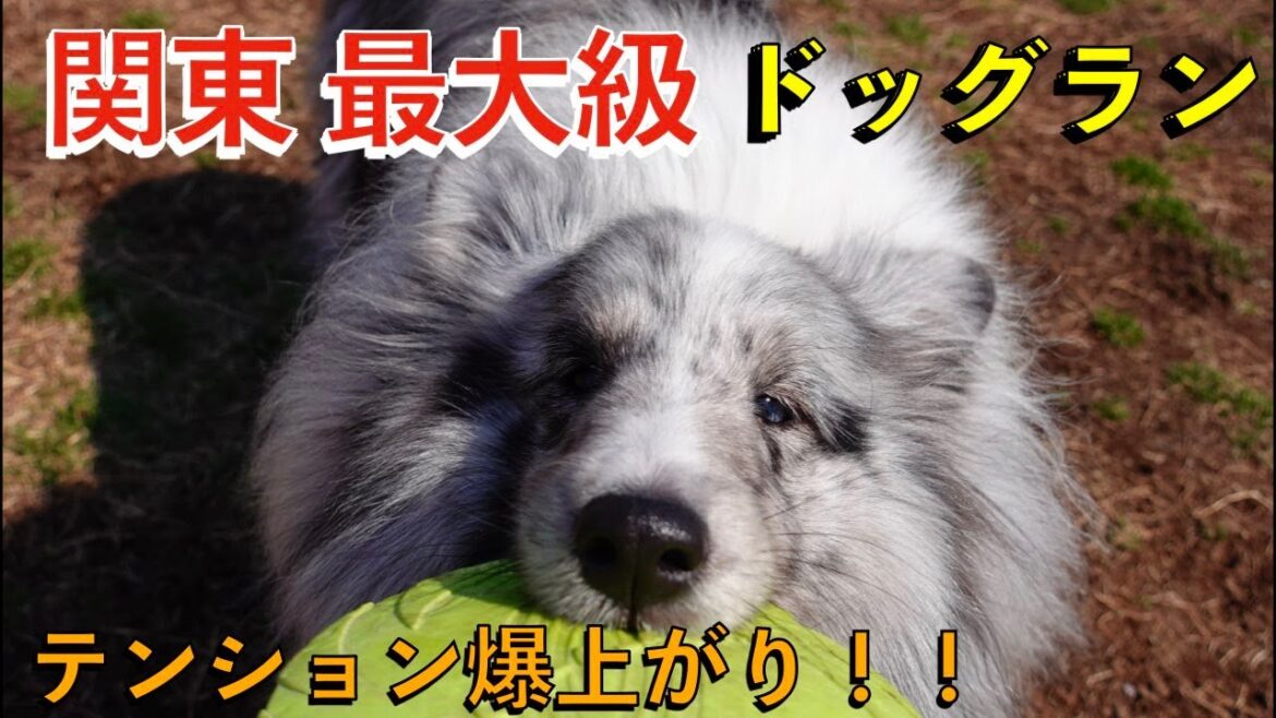 関東最大の世界の名犬牧場 関東最大の世界の名犬牧場