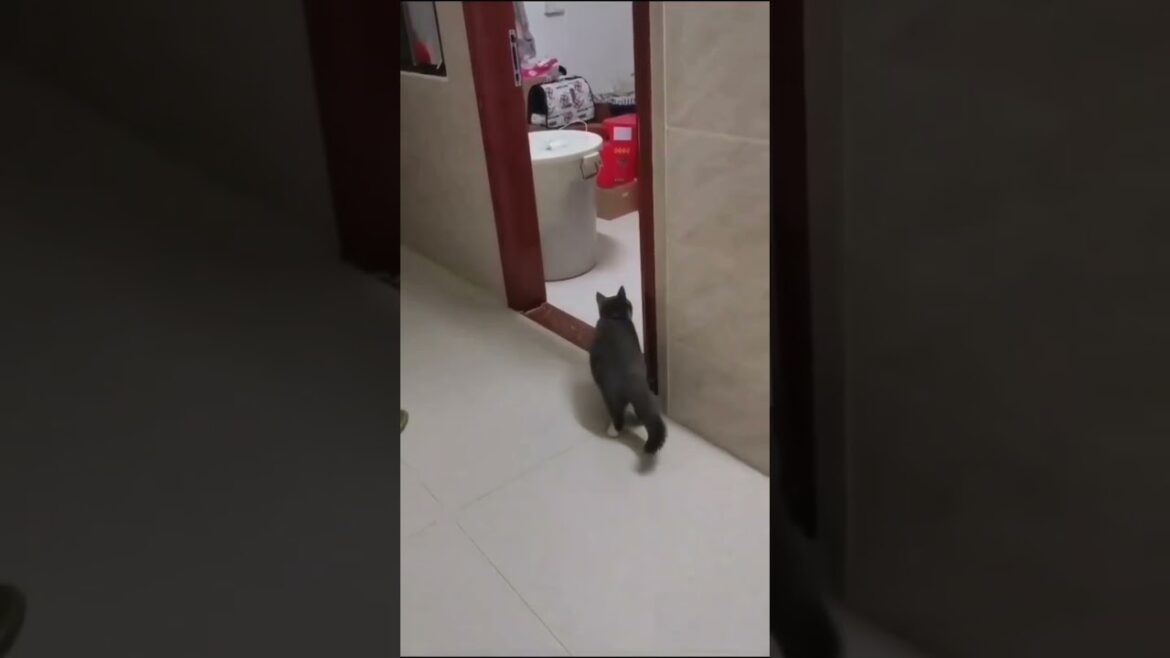 Very fantastic reaction ๐๐บ love this kitty ๐๐ #kitty #love #puppy #cute #xwildlifex Very fantastic reaction ๐๐บ love this kitty ๐๐ #kitty #love #puppy #cute #xwildlifex